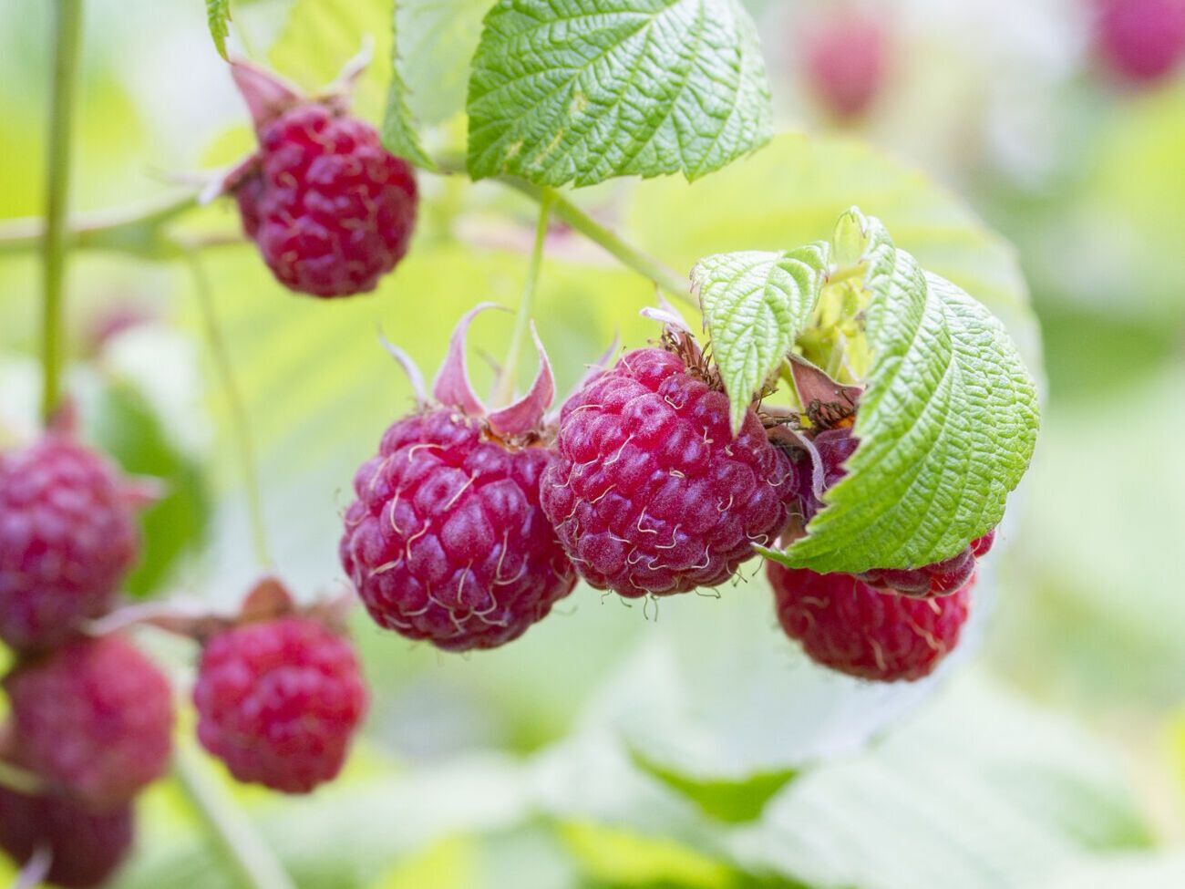 По словам экспертов,&nbsp;малина может сильно пострадать от долгоносика