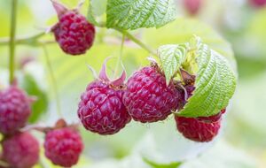 По словам экспертов, малина может сильно пострадать от долгоносика