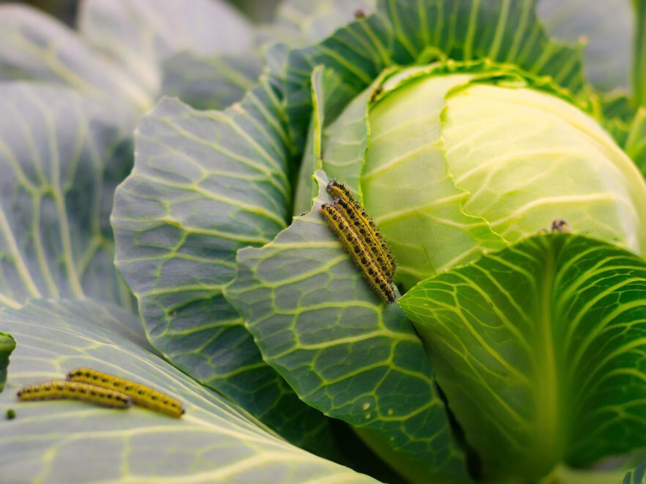 На капусте не должно быть гусениц
