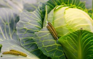 На капусте не должно быть гусениц