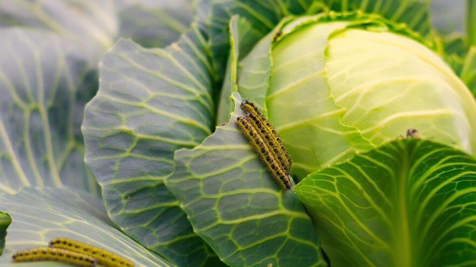 На капусте не должно быть гусениц