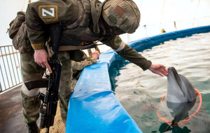 Оккупанты используют дрессированных дельфинов для защиты базы Черноморского флота в Севастополе