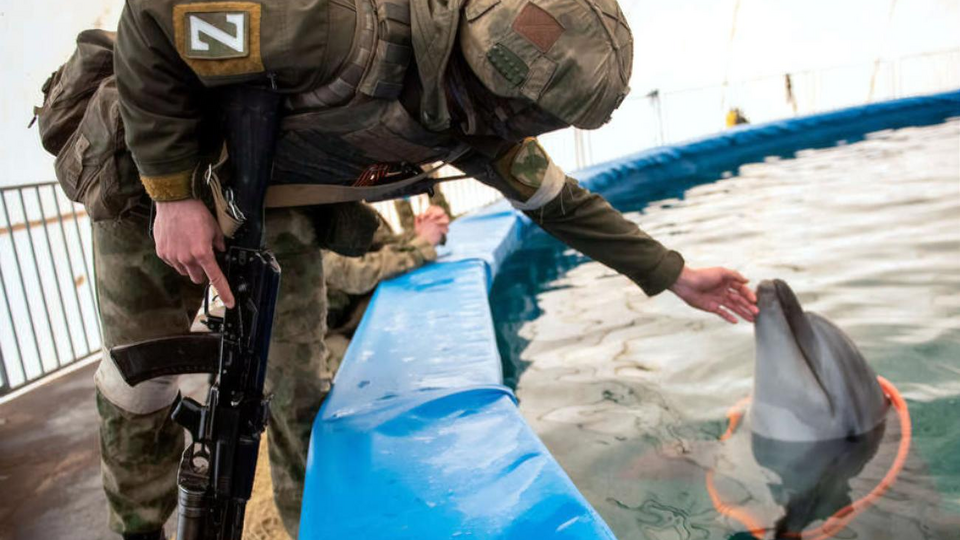 Окупанти використовують дресированих дельфінів для захисту бази Чорноморського флоту в Севастополі
