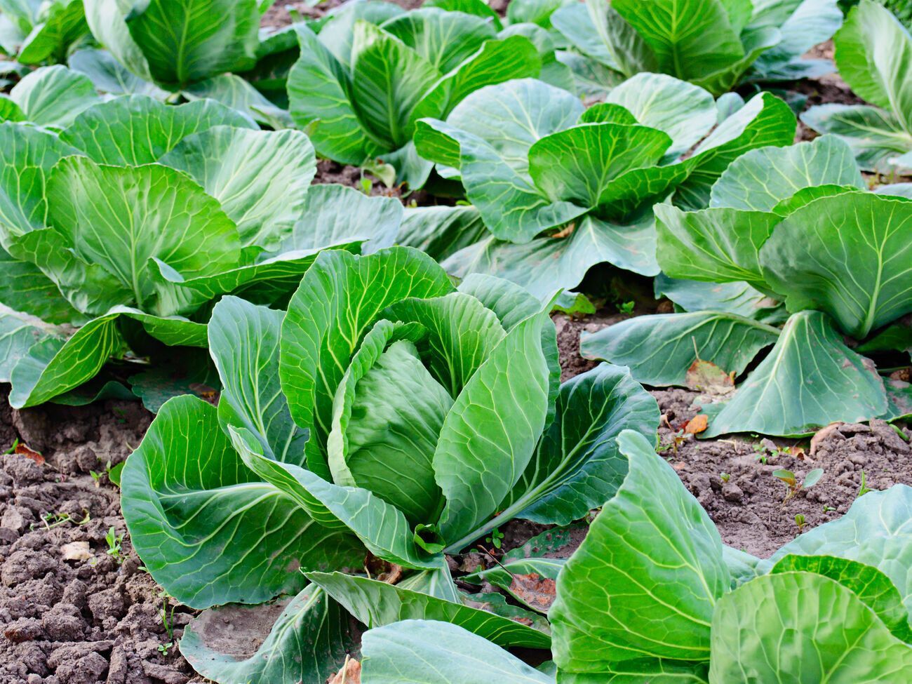 Удобрювати капусту необхідно або після дощу, або після поливу