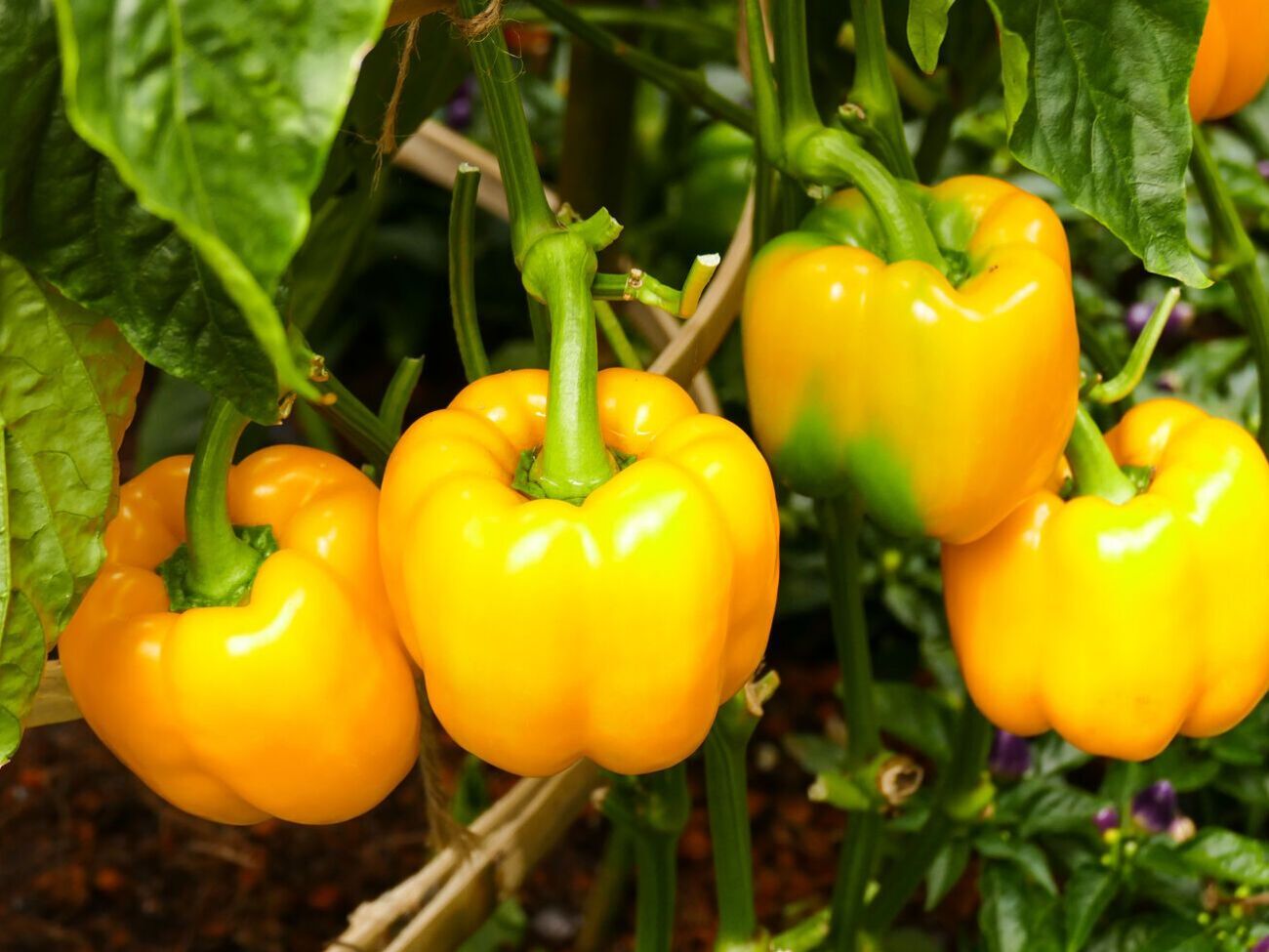 Для приготування підживлення знадобляться попіл, перекис водню і вода