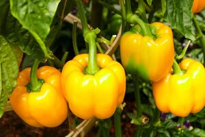 Для приготування підживлення знадобляться попіл, перекис водню і вода