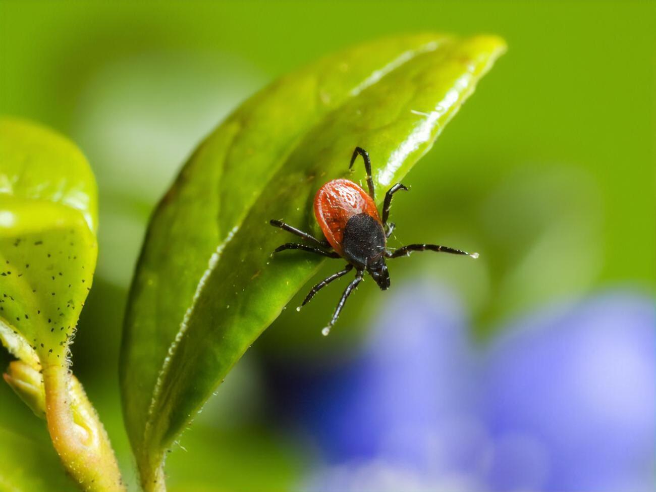 Вірус Оз передається через укус кліща