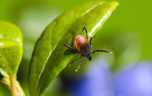 Вірус Оз передається через укус кліща