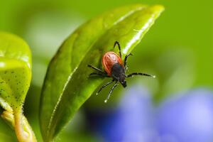 Вирус Оз передается через укус клеща