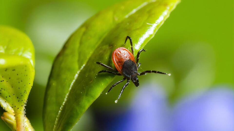 Вирус Оз передается через укус клеща