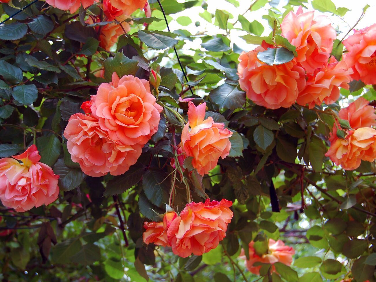 Обрізані паростки можна ставити на пророщування