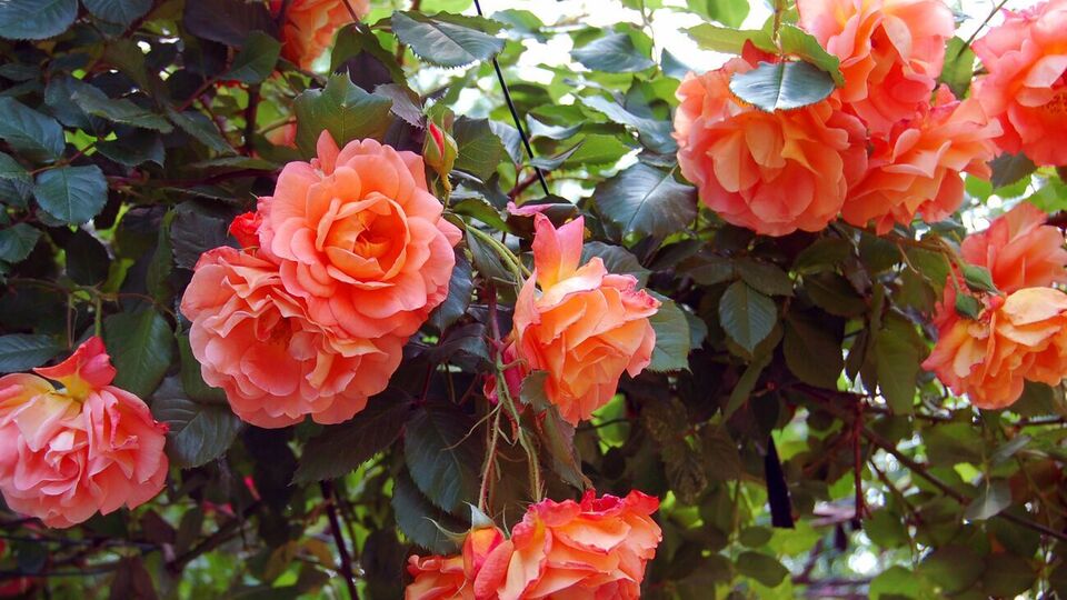 Обрезанные ростки можно ставить на проращивание