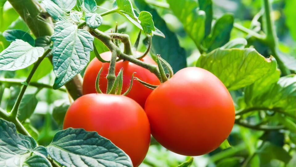 Листья играют важную роль для развития плодов