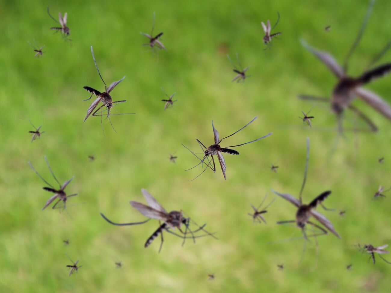 Для боротьби з комарами використовують базилік