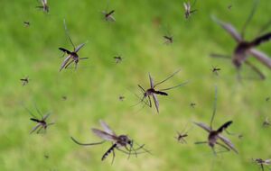 Для боротьби з комарами використовують базилік