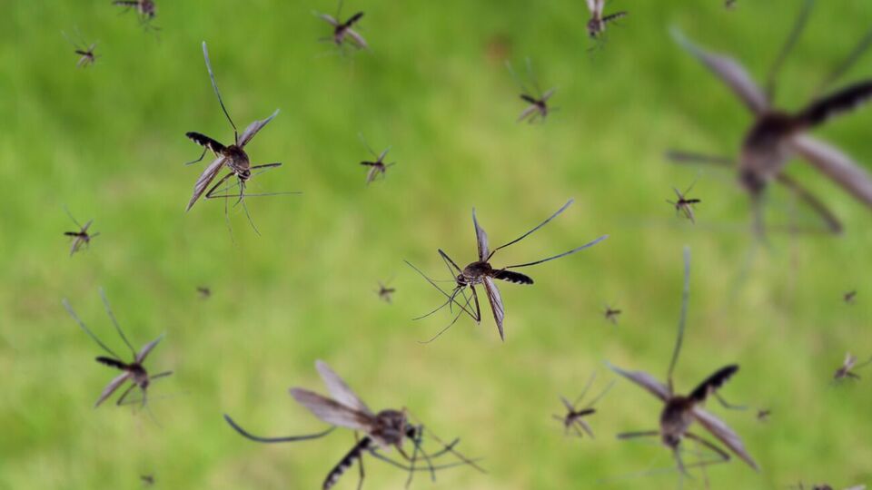 Для боротьби з комарами використовують базилік