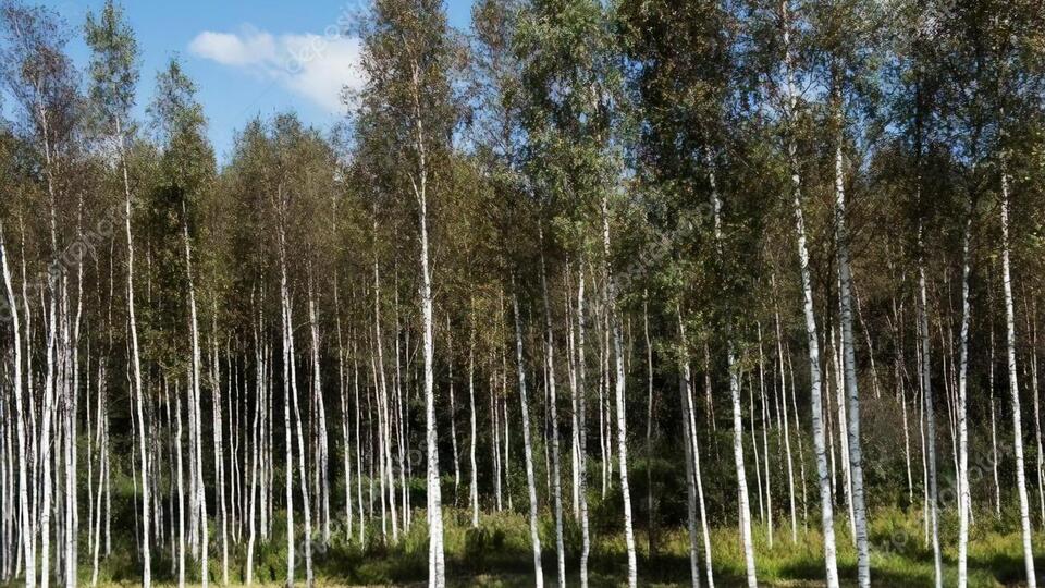 Первый лагерь запланирован в лесу под Осиповичами, в 200 км от границы с Украиной – источник