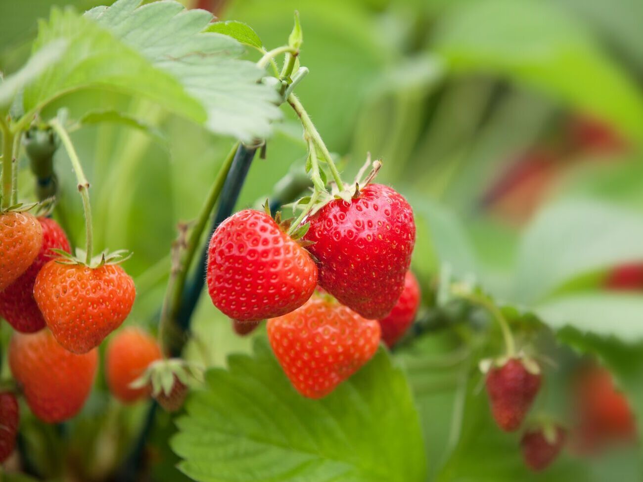 Після збору врожаю на полуниці потрібно обрізати вуса й підсохле листя, а також і далі поливати й підгодовувати рослини до кінця сезону