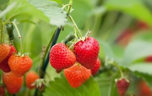 Після збору врожаю на полуниці потрібно обрізати вуса й підсохле листя, а також і далі поливати й підгодовувати рослини до кінця сезону