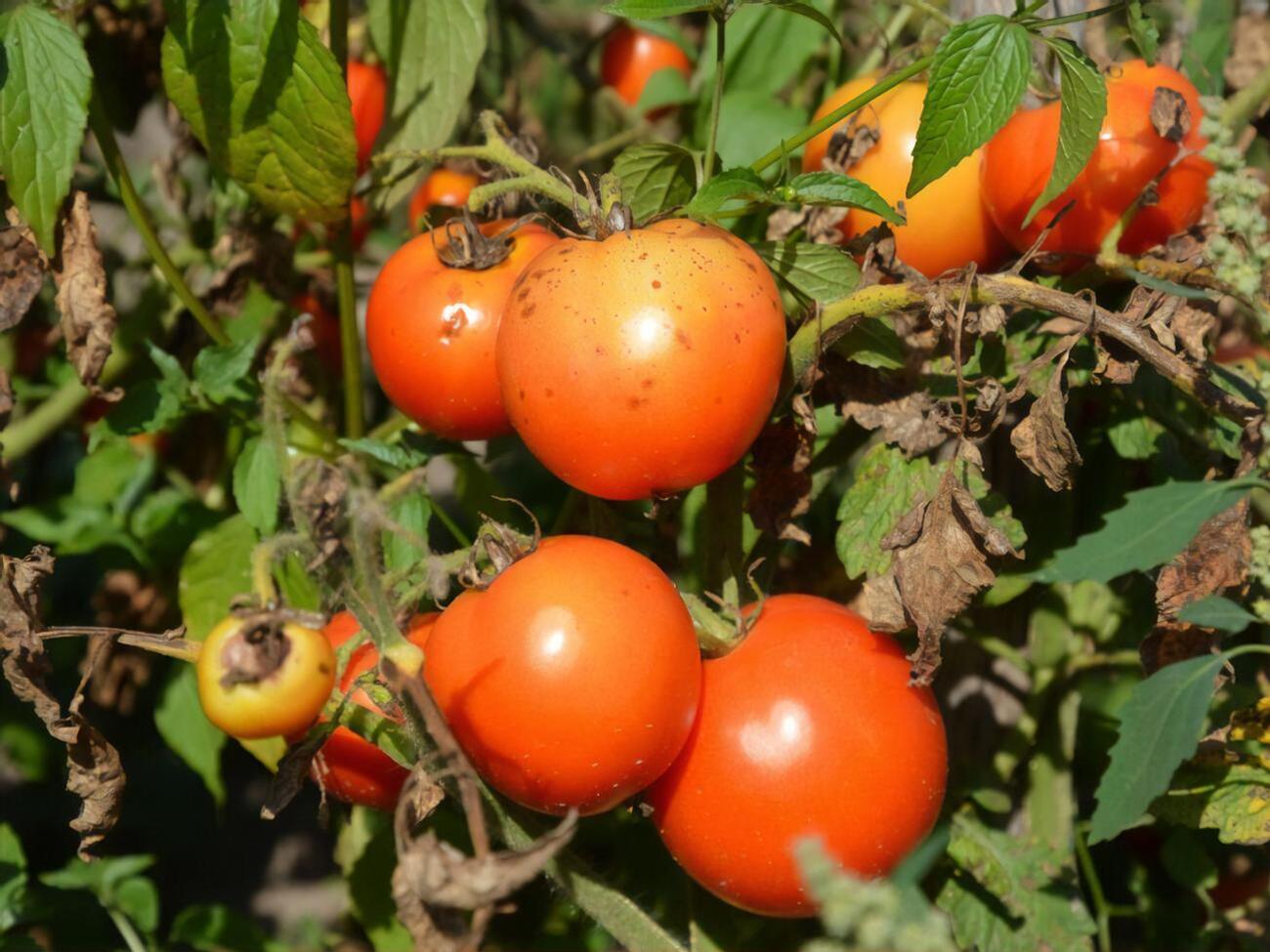 Іони міді захистять помідори від фітофтори