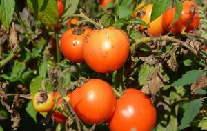 Іони міді захистять помідори від фітофтори