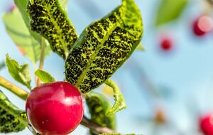 Обробляти рослини розчином із перцю необхідно в окулярах і респіраторі