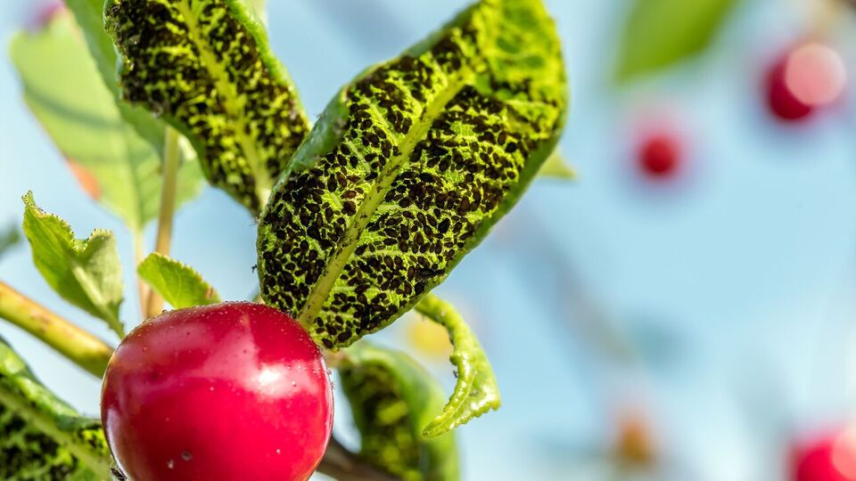 Обробляти рослини розчином із перцю необхідно в окулярах і респіраторі