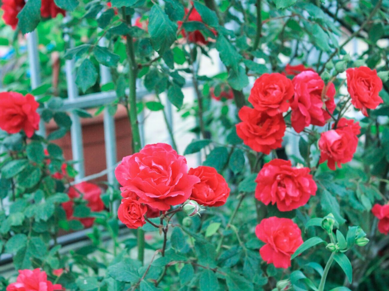 За словами експерта, найкраще для підживлення троянд у середині літа використовувати азотні мінеральні добрива