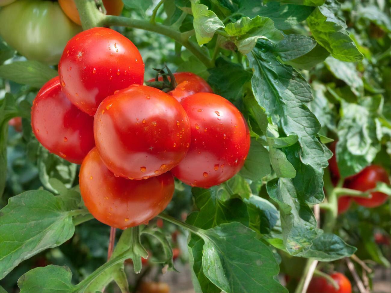 Помидоры получат максимум полезных веществ