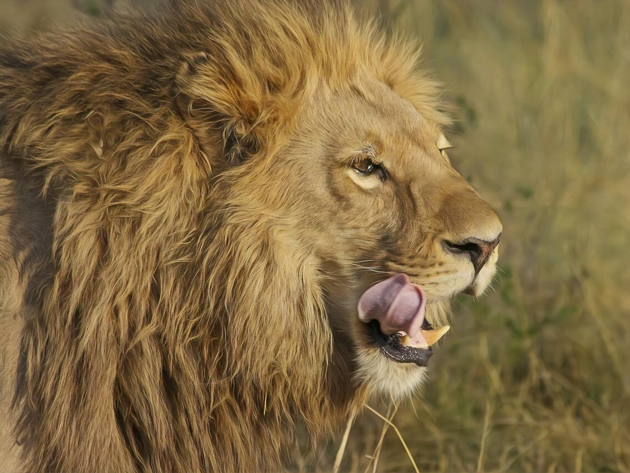 Поліція не розкрила подробиць інциденту&nbsp;з левом