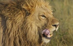 Поліція не розкрила подробиць інциденту з левом