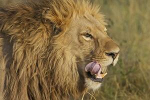 Поліція не розкрила подробиць інциденту з левом