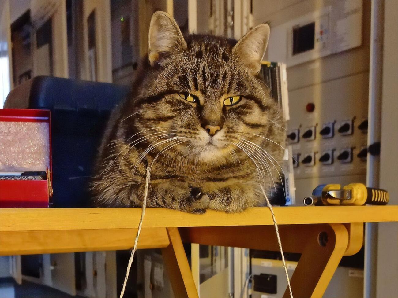 Аза попала на подстанцию в 2014 году и сразу облюбовала себе место отдыха в мягком кресле в главном здании подстанции, где находился щит управления