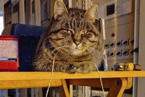 Аза попала на подстанцию в 2014 году и сразу облюбовала себе место отдыха в мягком кресле в главном здании подстанции, где находился щит управления