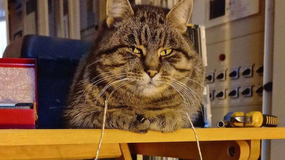 Аза попала на подстанцию в 2014 году и сразу облюбовала себе место отдыха в мягком кресле в главном здании подстанции, где находился щит управления