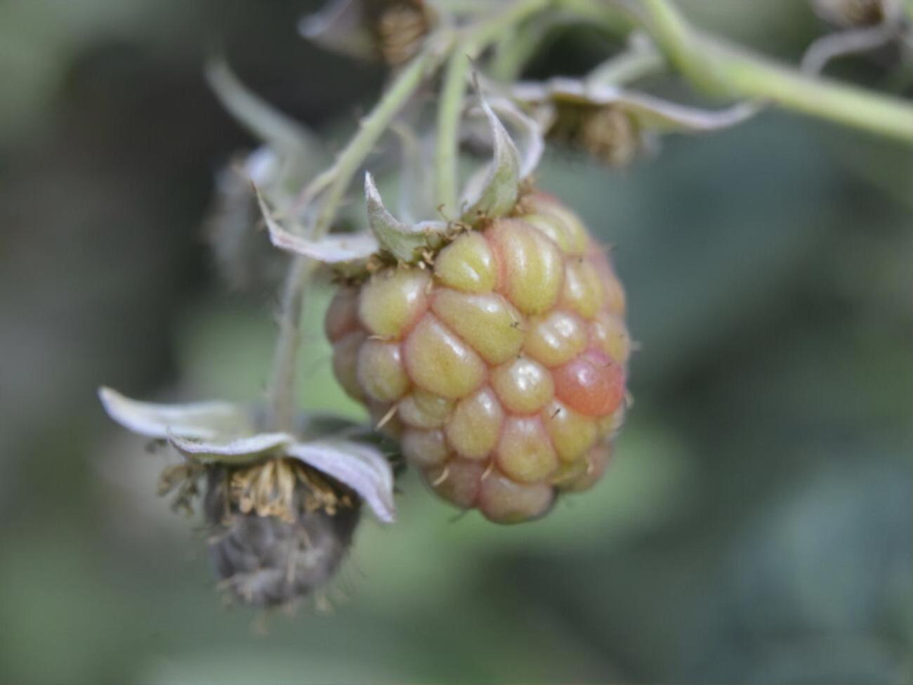 Вредитель мешает ягодам нормально развиваться