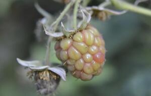 Вредитель мешает ягодам нормально развиваться