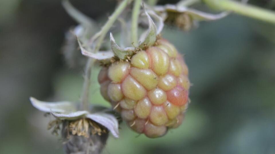 Вредитель мешает ягодам нормально развиваться