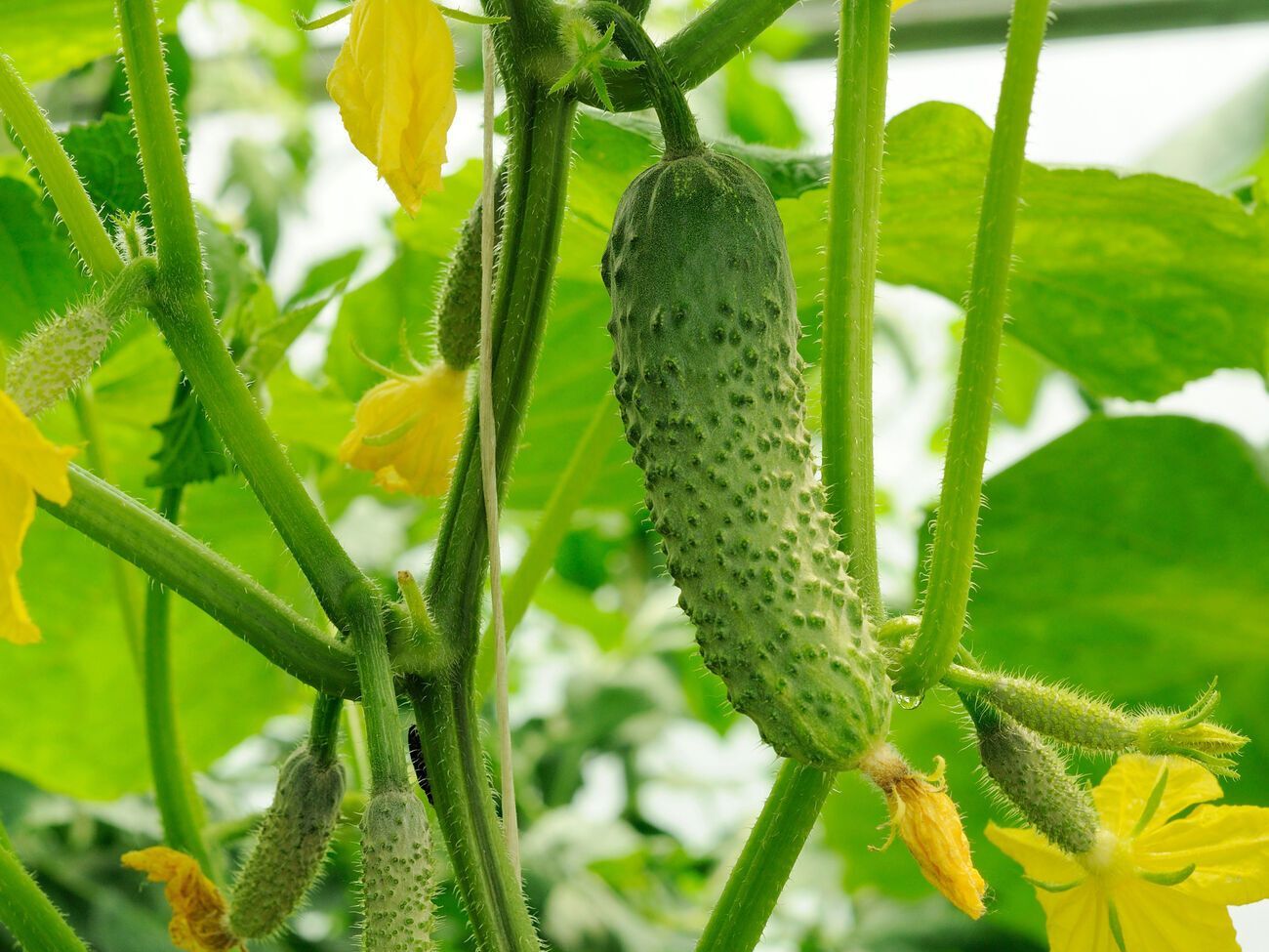 Для подкормки огурцов используется куркума