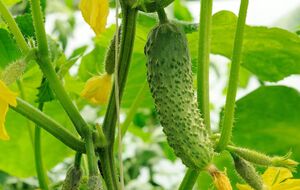 Для подкормки огурцов используется куркума