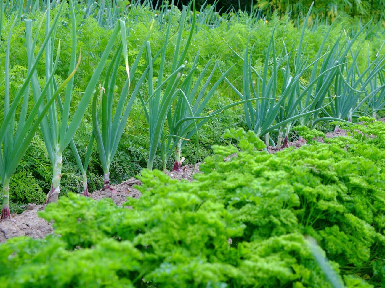 За словами експертів, цибуля може пускати стрілки через неправильне зберігання та підготовку до саджання