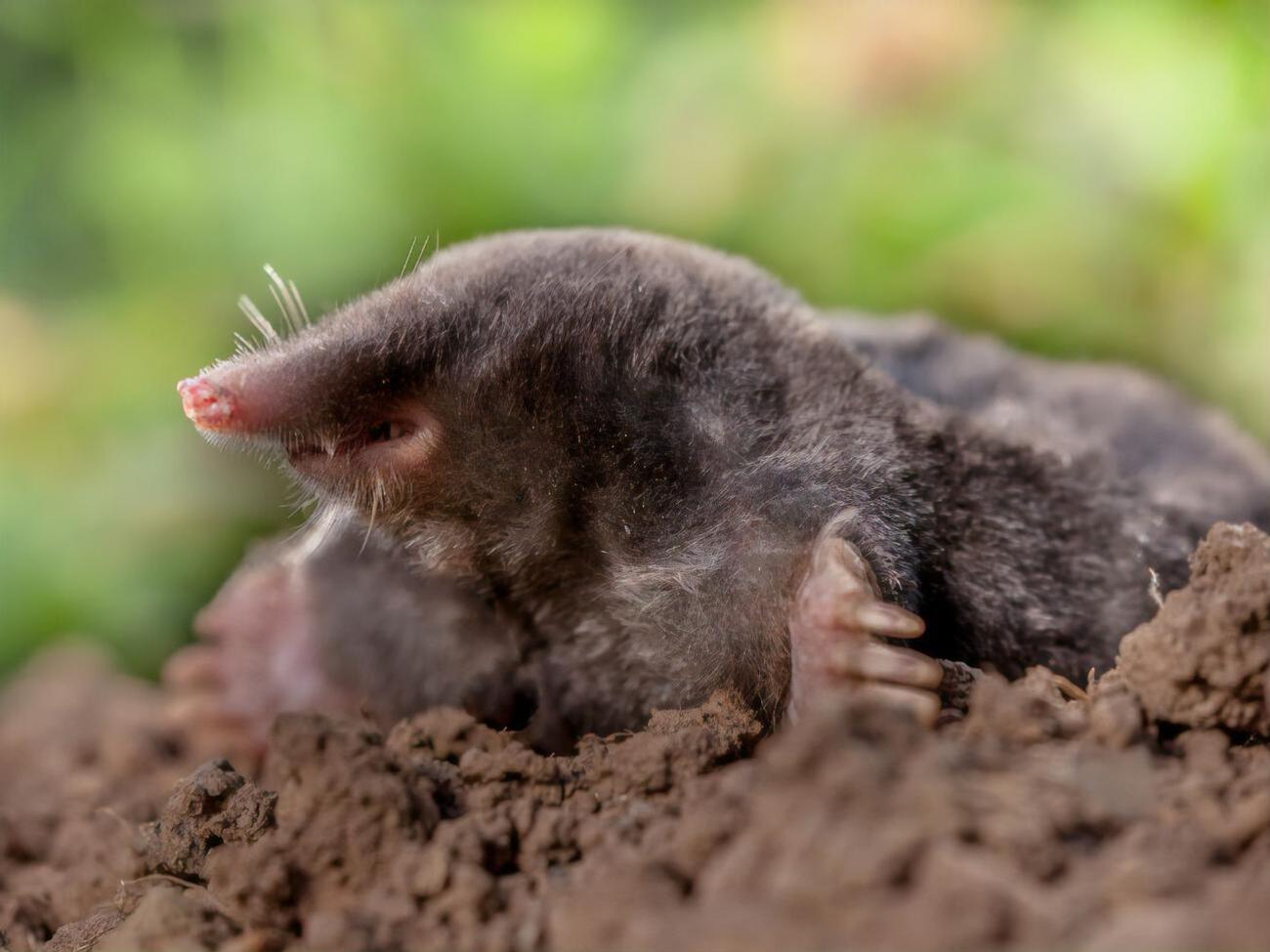 Крот реагирует на неприятный запах