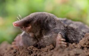 Крот реагирует на неприятный запах