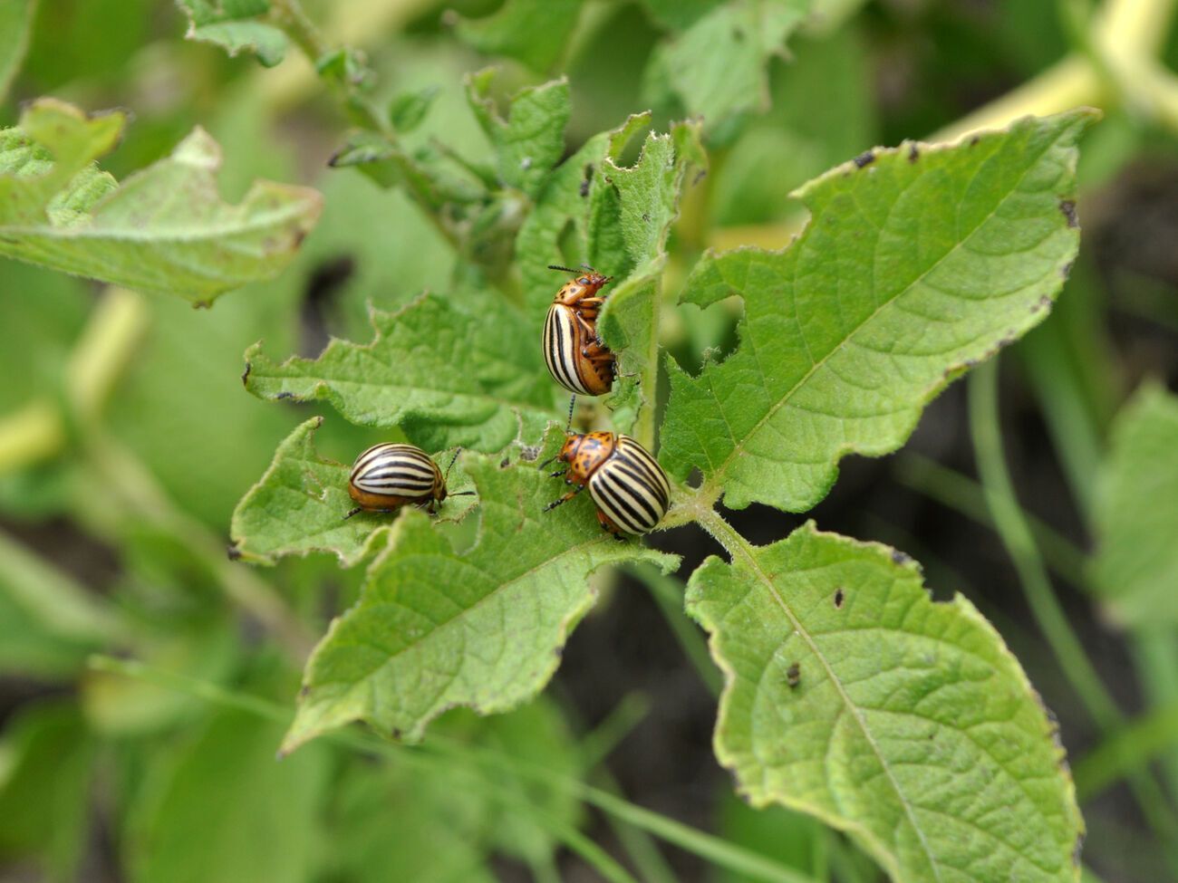 За словами експертки, за допомогою тютюну можна позбутися багатьох шкідників, включно з колорадським жуком