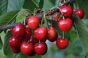 Чтобы защитить урожай от птиц, дерево можно накрыть сеткой