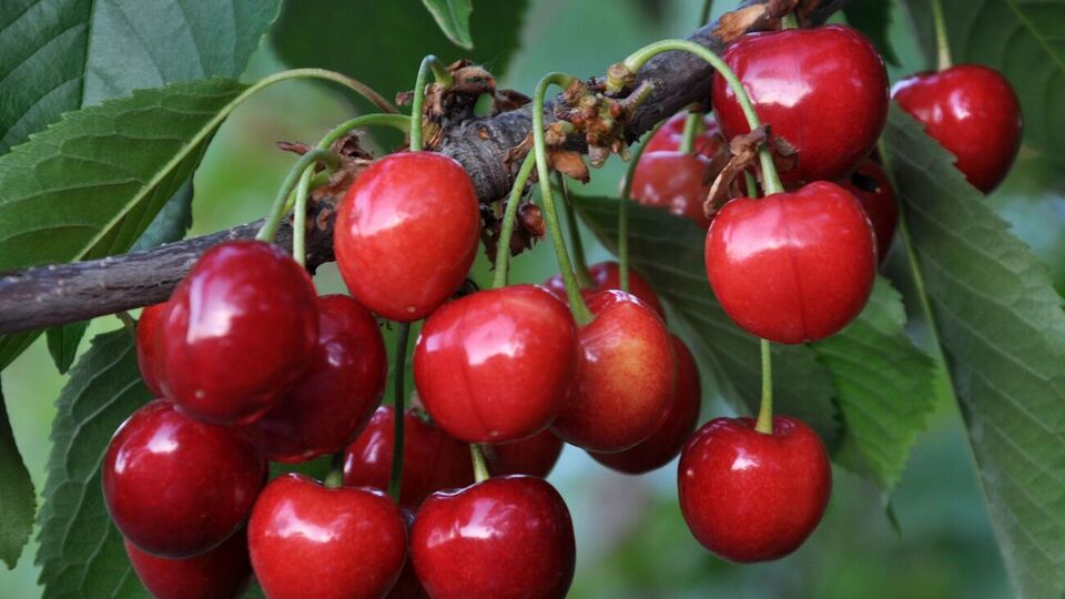 Щоб захистити врожай від птахів, дерево можна накрити сіткою