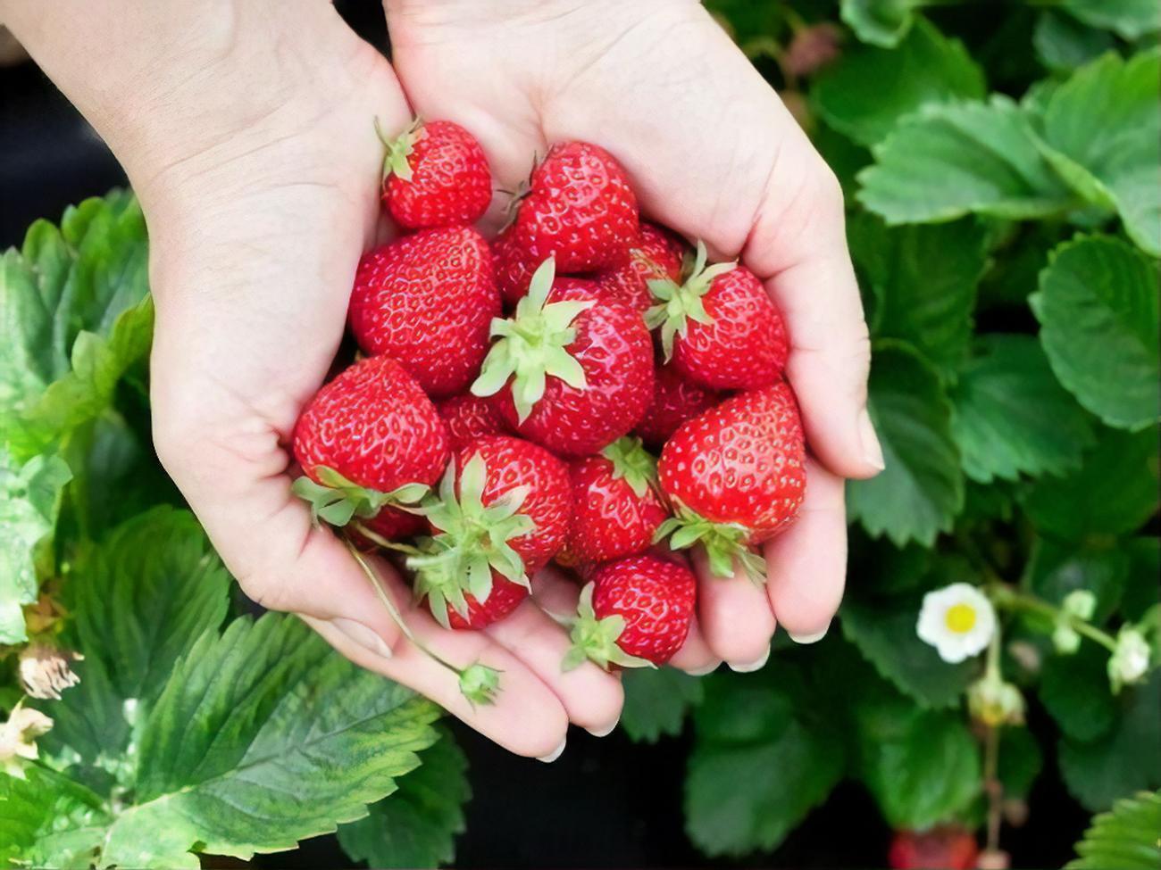 По словам Клопотенко, если клубника&nbsp;полежала в холодильнике или имеет определенные дефекты, квас может скиснуть