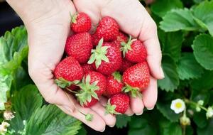 По словам Клопотенко, если клубника полежала в холодильнике или имеет определенные дефекты, квас может скиснуть