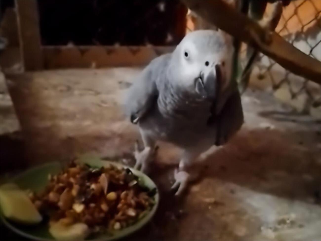 Птахи, гризуни й інші тварини врятувалися від повені в зоопарку