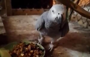 Птахи, гризуни й інші тварини врятувалися від повені в зоопарку